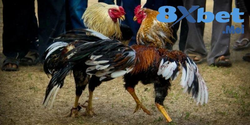 Đá Gà 8XBET - Game Giải Trí Online Đẳng Cấp Cho Bet Thủ 3 Kinh nghiệm cá cược đá gà thắng lớn như cao thủ